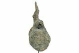 Fossil Sauropod Caudal Vertebra with Metal Stand - Colorado #335457-8